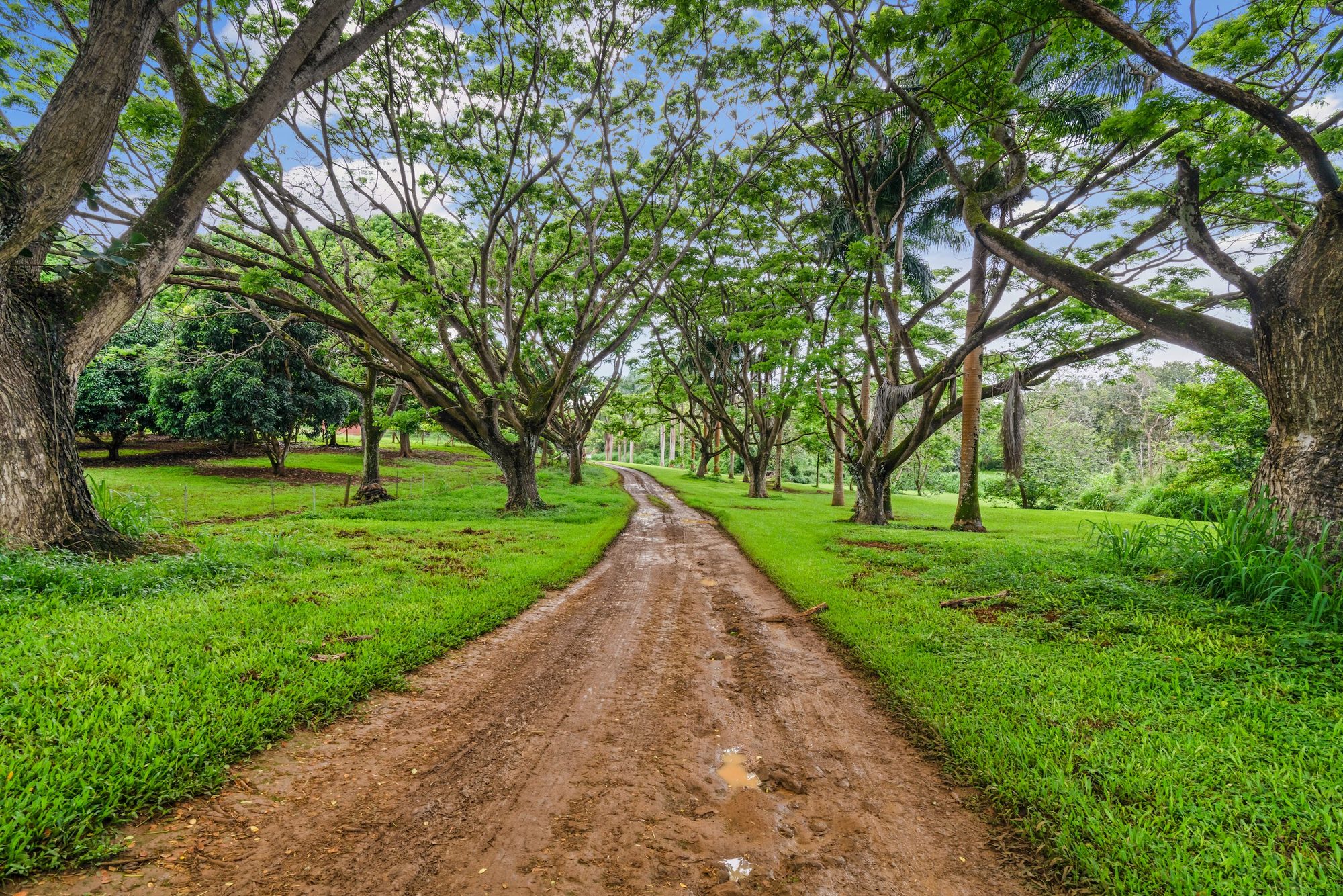 The tree-lined drive through the estate